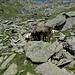 3 der netten Schafe, die hier oben ihren Sommer verleben.