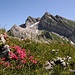 Blühende Alpenrosen vor dem Säntis