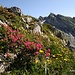 Blumenparadies auf den Silberplatten