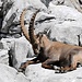 Dösender Steinbock