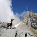 Junger Steinbock posierend vor dem Säntis