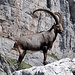 Kapitaler Steinbock 