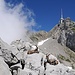 Steinböcke vor dem Säntis