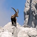 Stolzer Steinbock