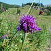 Primo tratto di salita tra stupendi prati in fiore