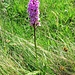 Orchis mascula (L.) L. s. str.<br />Orchidaceae<br /><br />Orchide maschia.<br />Orchis male.<br />Männliches Knabenkraut.