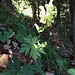 Aconitum altissimum L.<br />Ranunculaceae<br /><br />Aconito giallo.<br />Aconit tue-loup.<br />Gewoenhlicher Gelb-Eisenhut.