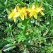Hypericum maculatum Crantz. s. str.<br />Hypericaceae<br /><br />Erba di San Giovanni delle Alpi.<br />Millepertuis maculé.<br />Gewoenhliches Geflecktes Johanniskraut. <br />