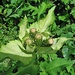 Cirsium oleraceum (L.) Scop.
Asteraceae

Cardo giallastro.
Cirse maraicher.
Kohldistel.