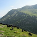 Eringer Kühe auf dem Aufstiegsweg zur Alpage de Torrent