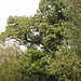 in Fruchtreife - ein großer Eßkastanienbaum