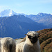 Unsere Schweizer Lieblingstiere vor einem von mir mehrfach bestiegenen Gipfel.