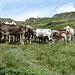 Mucche al ritorno