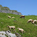 Friedliches Schafleben beim Mälchbödeli