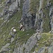 Eine Schaffamilie macht es sich unter dem Gipfel gemütlich.