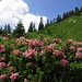 Aufstieg mit Alpenrosen / Salita con rododendri