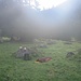 Mein Biwakplatz bei der Alp Laui