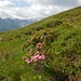 Alpenrosen am Wegrand