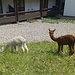 Junge Alpacas in Faschina