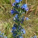 Die Heide hält einige farbenfrohen Blütenpflanzen bereit: zum Beispiel des Gewöhnlichen Natternkopf...