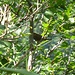 Da sitze ich am Wegrand und dieses Rotkelchchen hüpft um mich herum. Wahrscheinlich bin ich in der Nähe des Nestes. Sorry - ich will dich nicht stören