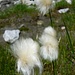 Lagasca - Feuchtgebiete mit Wollgräser