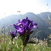Knäuelblütige Glockenblume (Campanula glomerata)