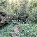 [u Esther58] taucht aus einer steilen Waldpassage auf