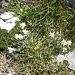 Stelle Alpinen...