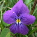 Viola calcarata