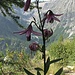 Orchidea ???........Bellezza flora alpina
