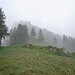 Nebel kriecht über den Schafberg beim Aufstieg zum Beichle.