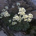 Steinbrech (Saxifraga) unterhalb des Dreispitzgipfels. Die genaue Art ist Rispen-Steinbrech (Saxifraga paniculata).