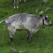 Sie sah von weitem aus, wie eine Lila-Kuh:-) / Dal lontano pensavamo di vedere la [https://de.wikipedia.org/wiki/Milka-Kuh mucca in lila]:-)