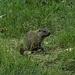 Ist das am Ende ein Baby? Neue Murmeltiere braucht das Köllebachtal! / Ma è veramente un piccolo? Il Köllebachtal ha gran bisogno di giovani marmotte!