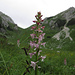 Mücken-Händelwurz (Gymnadenia conopsea) unter`m / sotto il Roggentalsattel