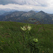Alpen-Kratzdistel (Cirsium spinosissimum)  vor Ochsenälpeleskopf und Kreuzkopf