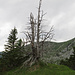 Baumgerippe / scheletro di un albero
