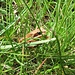 Grasfrosch (Rana temporaria)