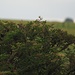 Dorngrasmücke auf Holunderbusch