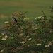 Buchfinken-Männchen auf Holunderbusch