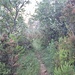 Il sentiero invaso dalla vegetazione