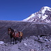 Im Abstieg von der Bethlemi-Hütte - Auf ca. 3.270 m lassen wir den Gergeti-Gletscher wieder hinter uns und folgen nun dem Wanderweg bis zur Gergeti-Kirche. Die großen Rucksäcke übernimmt dabei "unser" gemietetes Pferd.