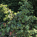 Die essbaren (Juniperus communis) ....