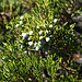 .... und die hoch giftigen (Juniperus sabina) Wacholderbeeren