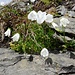 Blumenvielfalt am Bietenhorn 2 - die Glockenblumen für einmal in weiss