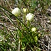 Blumenvielfalt am Bietenhorn 3 - wohl ein Alpen-Fettblatt im Frühstadium
