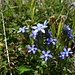 Blumenvielfalt am Bietenhorn 4 - klein doch fein, diese Kreuzblümchen
