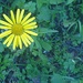 Da sprießt aus Wegrands karger Krume<br />Die allerschönste gelbe Blume!