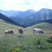 Auf riesigen und freien Almflächen: Kühe..

Links die Gebäude der Delpsalm